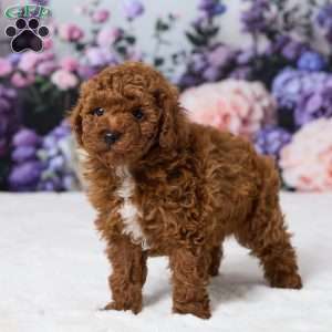 Benji, Miniature Poodle Puppy
